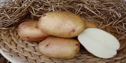 تصویر 3 از قیمت سیب زمینی اردبیلی + پخش تولیدی عمده کارخانه